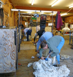 raising-sheep-for-meat-sheep-shearing